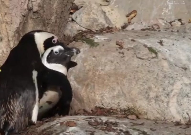 Zoološki vrt želi razdvojiti gay pingvine