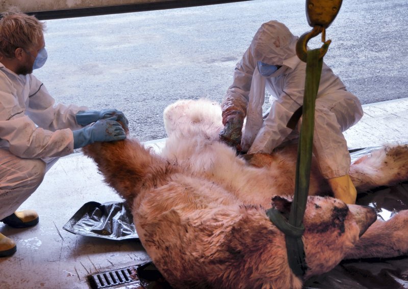 Polarni medvjed napao učenike, jedan ubijen