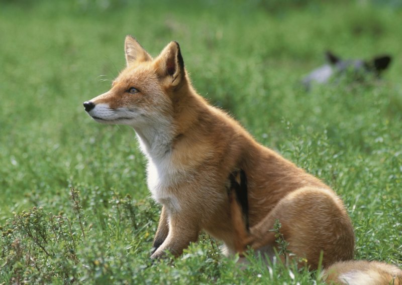 Čovjekov prvi najbolji prijatelj bila lisica?