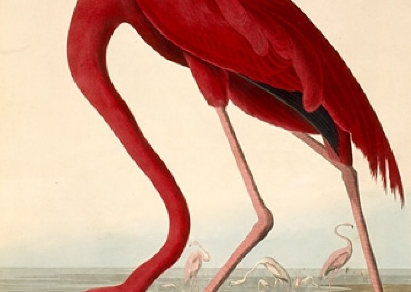 Uginuo najstariji flamingo na svijetu
