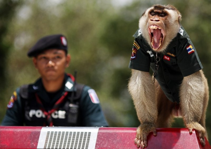 Tajlandska policija zaposlila majmuna