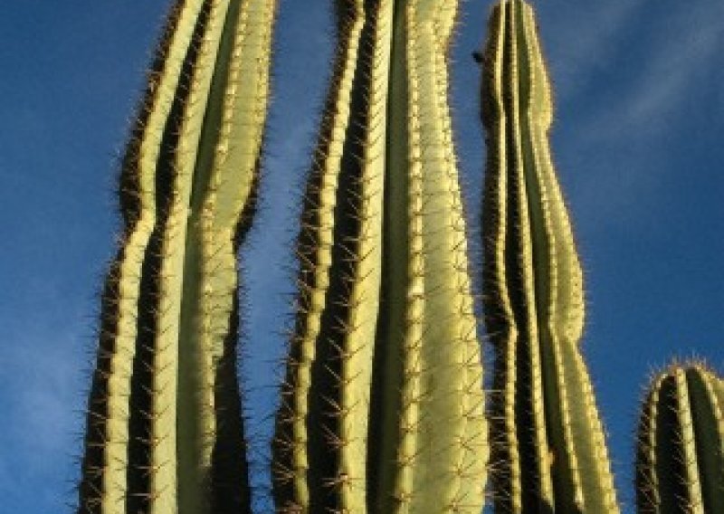 Jezikom u kaktuse