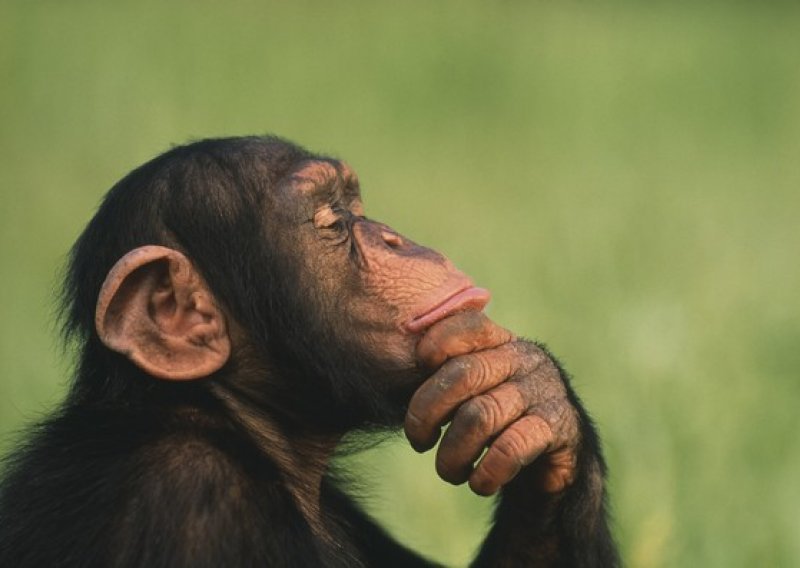 Čimpanze postaju pametnije od lovaca?