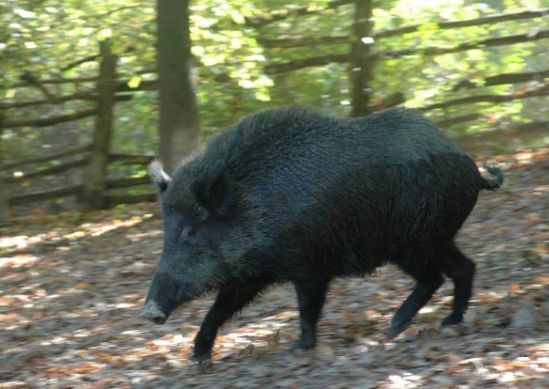 Krdo divljih svinja danonoćno terorizira mještane