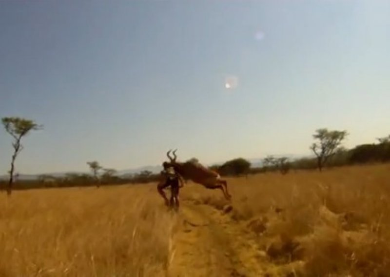 Antilopa u punoj brzini oborila biciklista