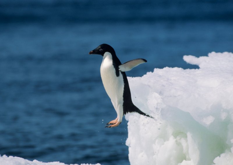 Pingvini u Britaniji završili na antidepresivima