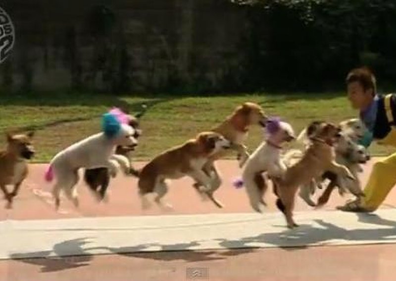 Trinaest pasa postavilo svjetski rekord