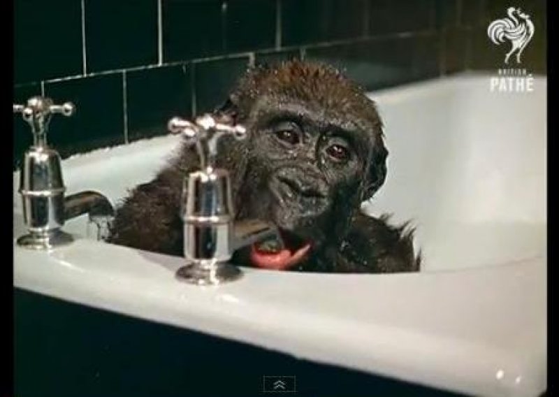 Uživajte u scenama male gorile koja se voli kupati