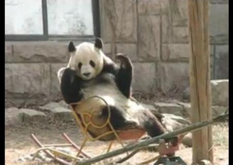 Panda zna kako se opustiti