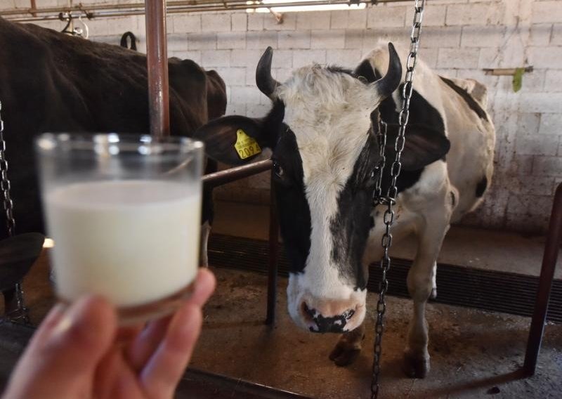 Domaćeg mlijeka sve manje, a farmere potiču da ga bude - još manje!