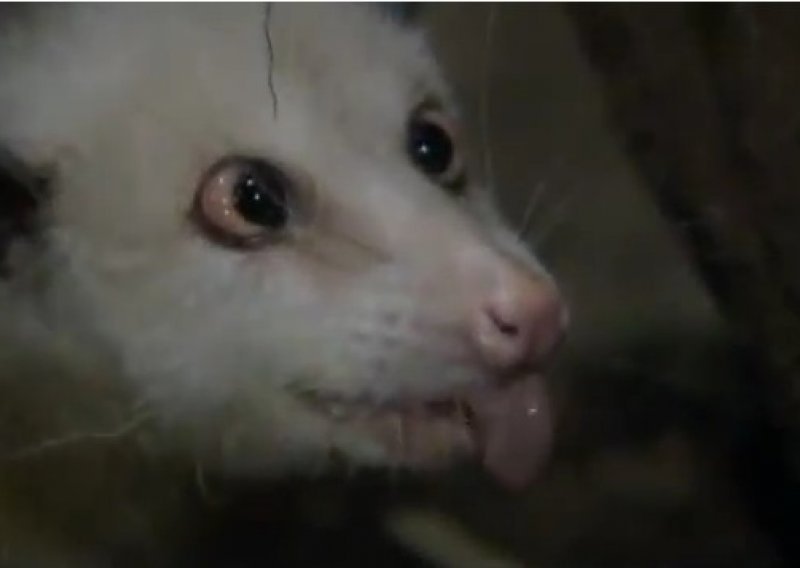 Razroka oposumka Heidi odsad prima posjete