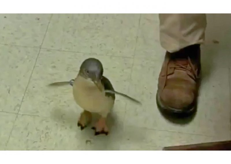 Evo kako se pingvin smije od srca