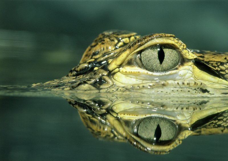 Brazilka našla aligatora iza dvosjeda