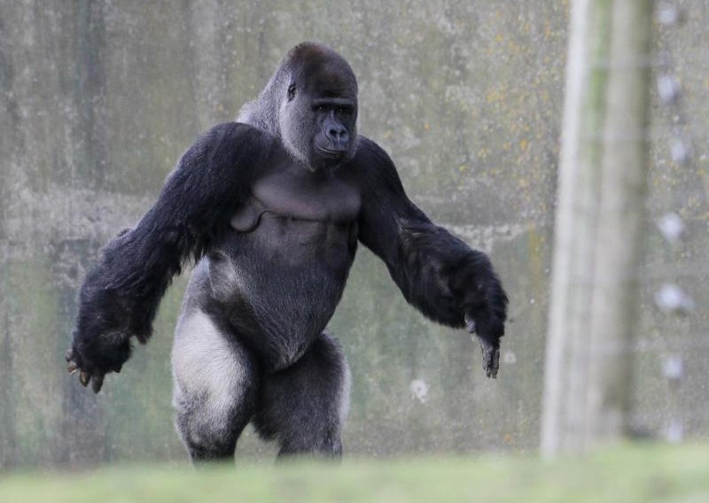 Gorila Ambam šeće na dvije noge kao čovjek