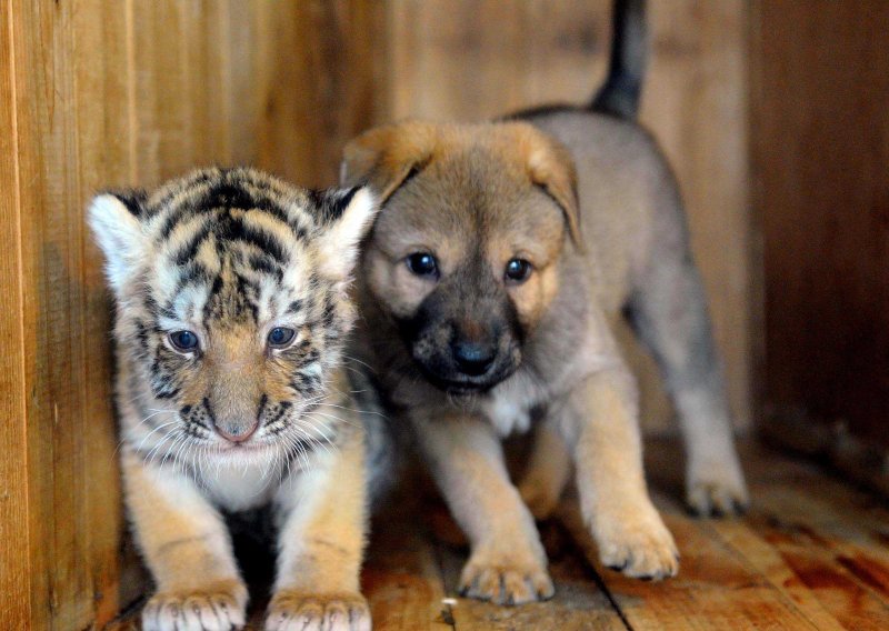 Kujica usvojila mlado sibirskog tigra