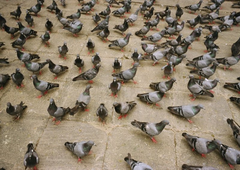 Britanski golubovi brži od interneta