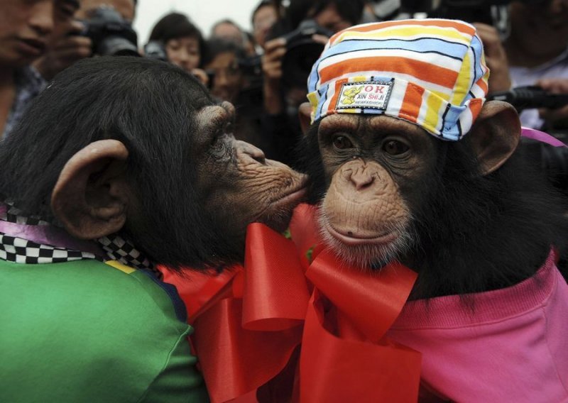 Čimpanze se vjenčale u kineskom ZOO-u