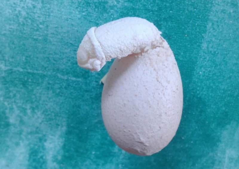 Koka iz Đelekovca snijela jaje u obliku penisa