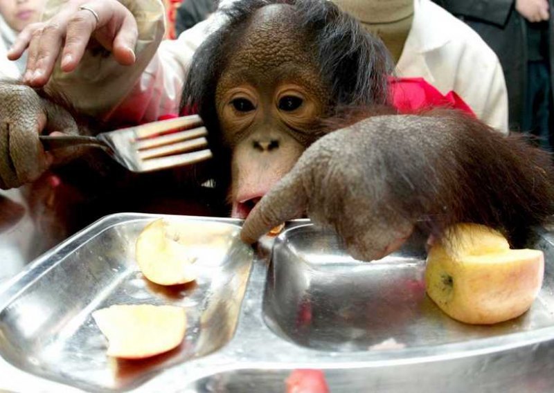 Ljudi su pametniji od majmuna zbog - kuhanja?!