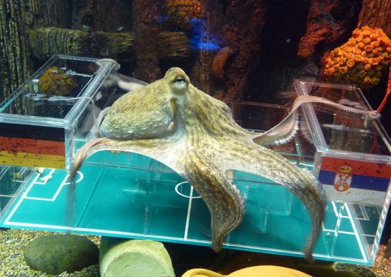 Hobotnice vjeruju u trijumf Srba nad 'elfom'