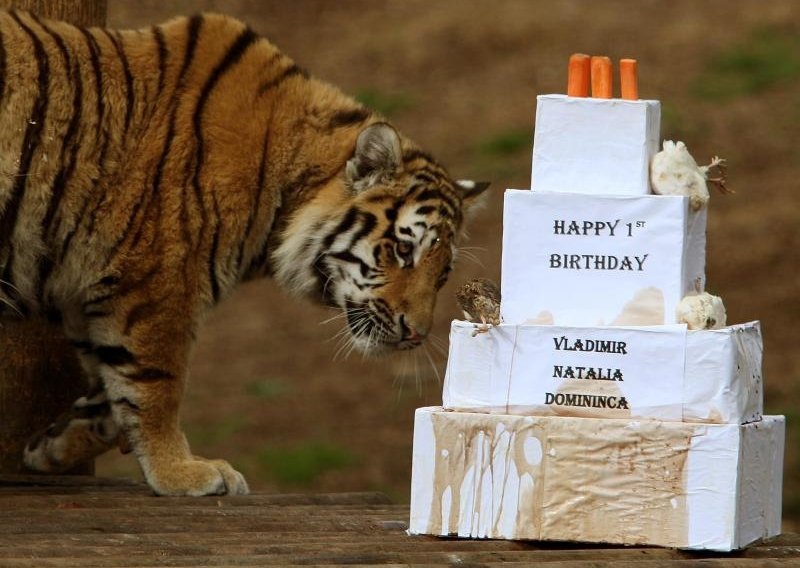 Tigrovi proslavili rođendan uz mesnu tortu