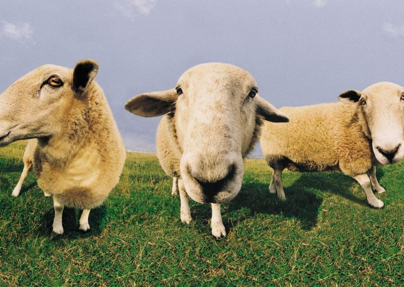 U Trstu koriste ovce kao kosilice za travu