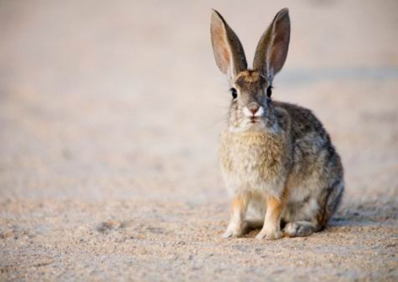 Znanstvenici izradili umjetne penise za zečeve