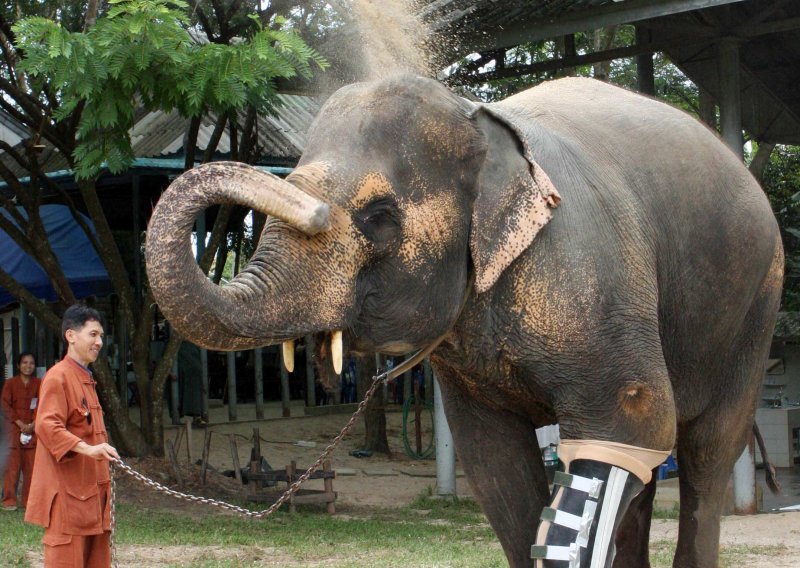 Slavna slonica Motola prohodala na protezi