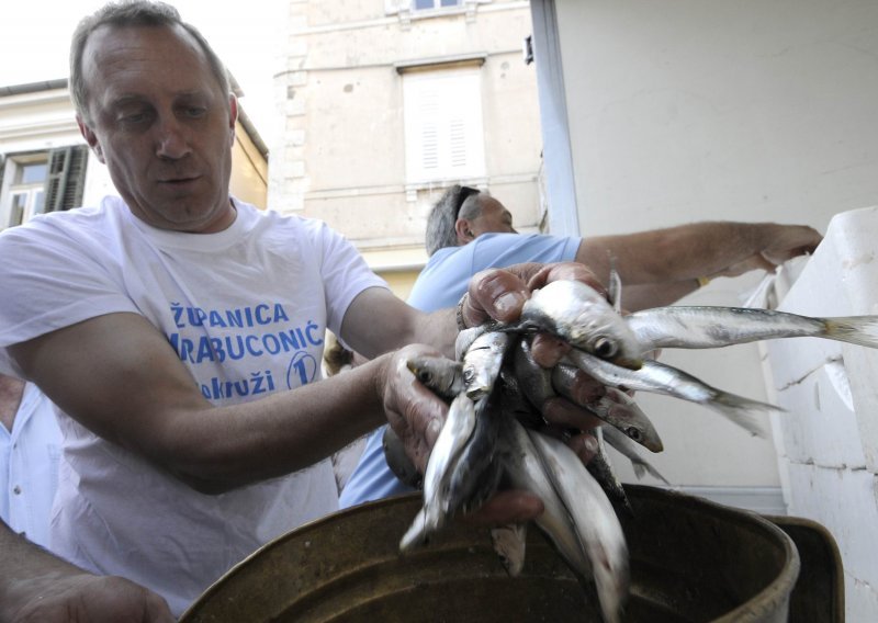 Alarmantno otkriće: Mikroplastika u ključnim vrstama riba u Jadranu!