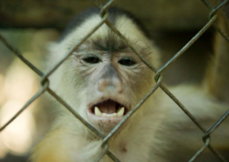 Zbog derbija policija čuva majmune u Zoološkom!