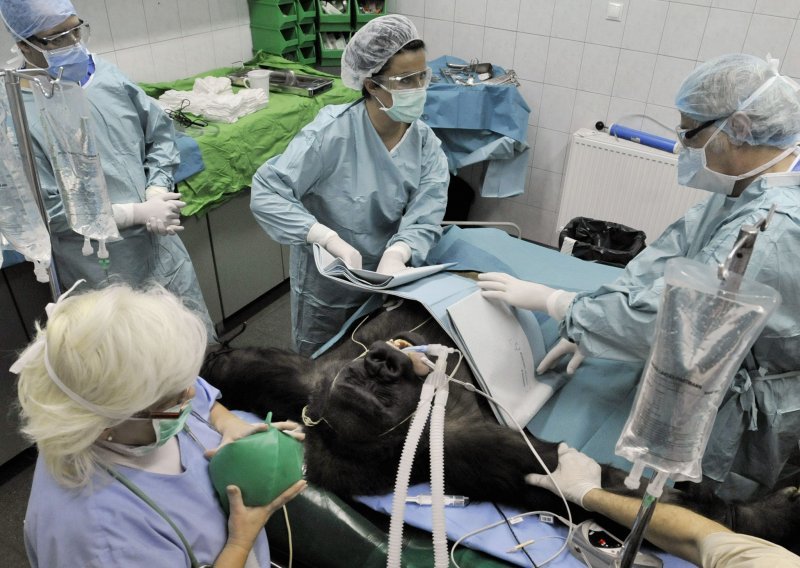 Mađarski kirurzi gorili odstranili tumor