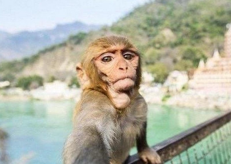 Majmuni rade iste greške pri snimanju selfieja kao i mi