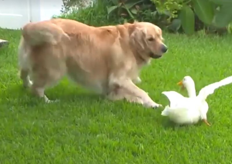 I to je moguće, pas i patka najbolji su prijatelji