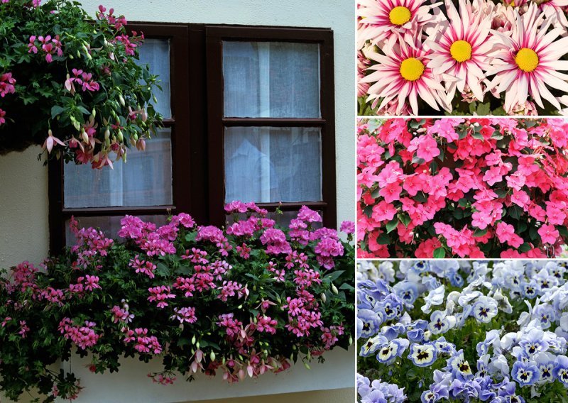 Ovo je cvijeće najbolji izbor za balkone