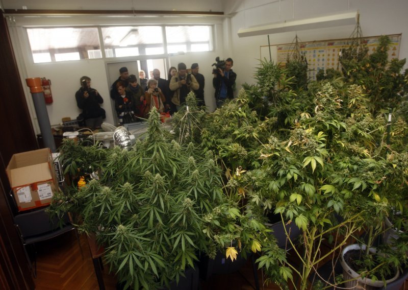 Kod Novog Marofa otkriven laboratorij za uzgoj marihuane