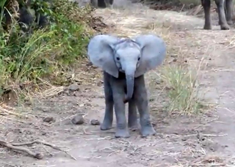 Slatka beba slon odlučila napasti auto s turistima