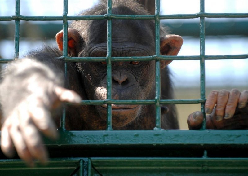 Pametne čimpanze pobjegle iz zoološkog vrta