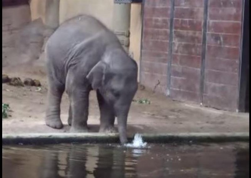Beba slon ne zna piti vodu pa u njoj radi mjehuriće