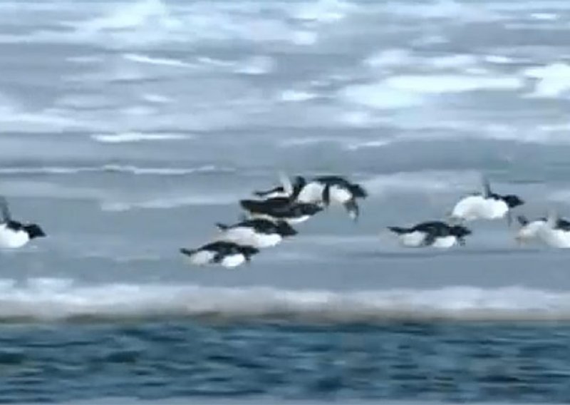 Otkriveni leteći pingvini i pravi zmajevi!