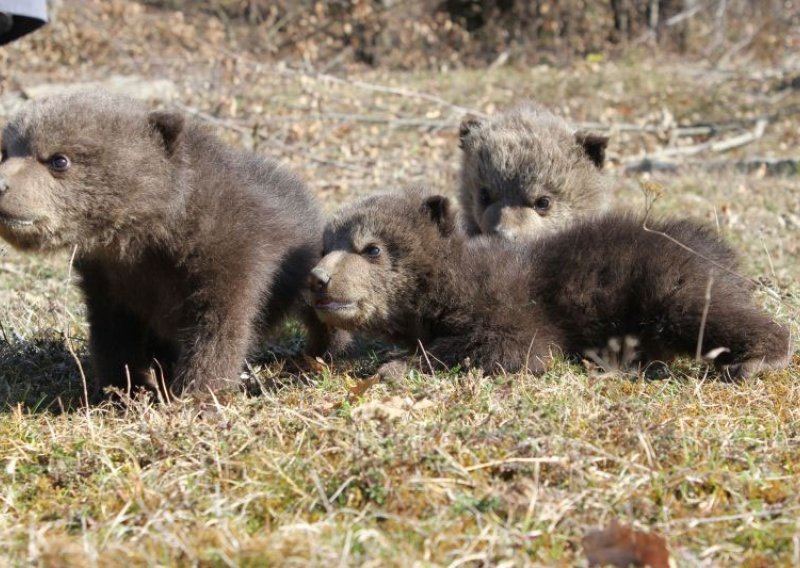 Medvjedići u zadnji čas spašeni od kosovskih restorana
