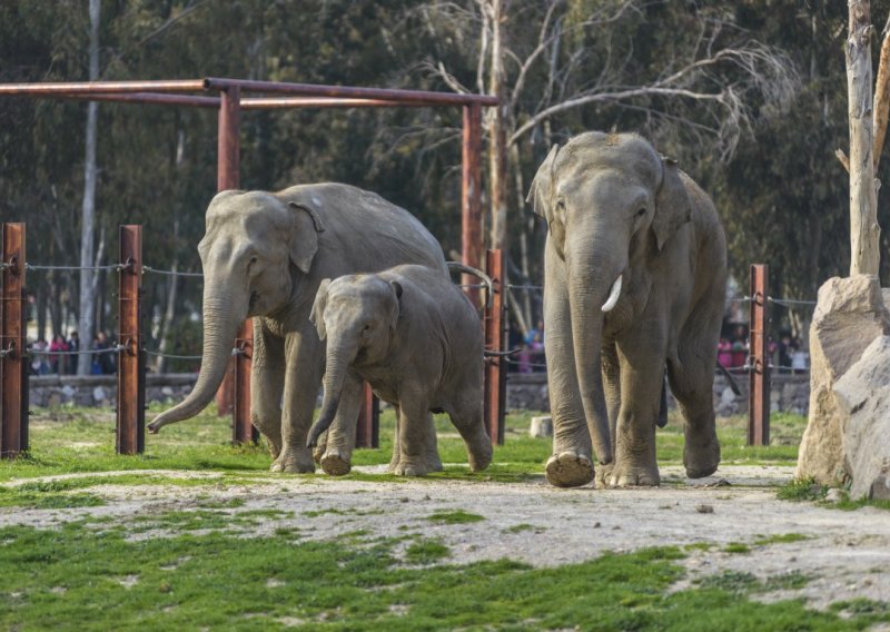 Tri slona pobjegla iz cirkusa. Doslovce