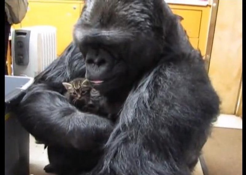 Dirljiv susret gorile i dva preslatka mačića