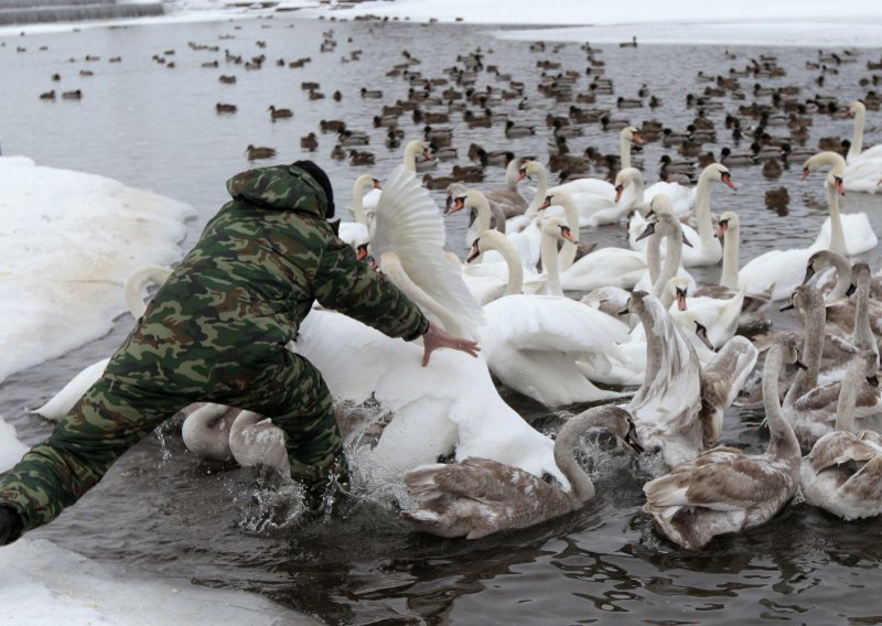 Objavili rat labudovima jer 'predstavljaju nedopustivu prijetnju'