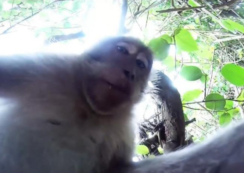 Majmun maznuo kameru i okinuo sjajan selfie
