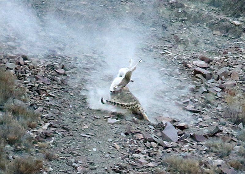 Pogledajte prve snimke lova rijetkog snježnog leoparda