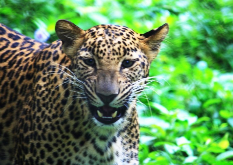 Leopard utrčao u bolnicu, izazvao potpunu paniku