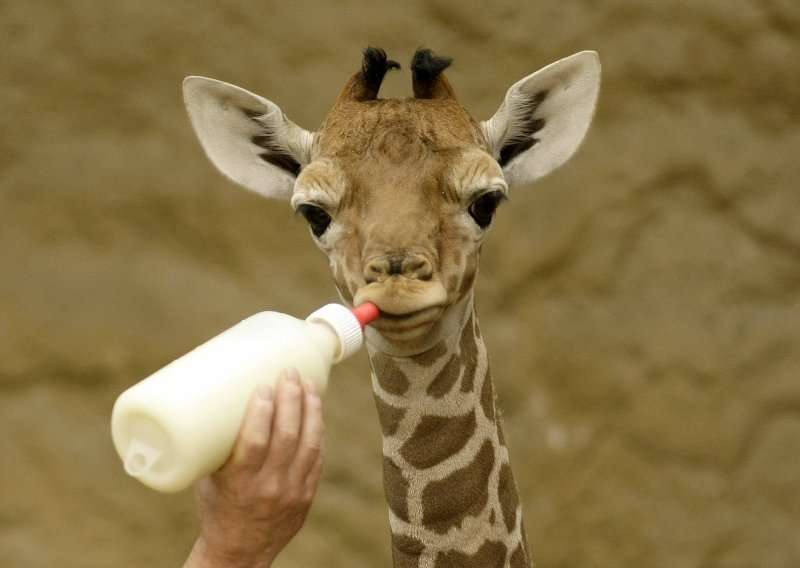 Danski zoološki vrt bez milosti usmrtio mladu žirafu
