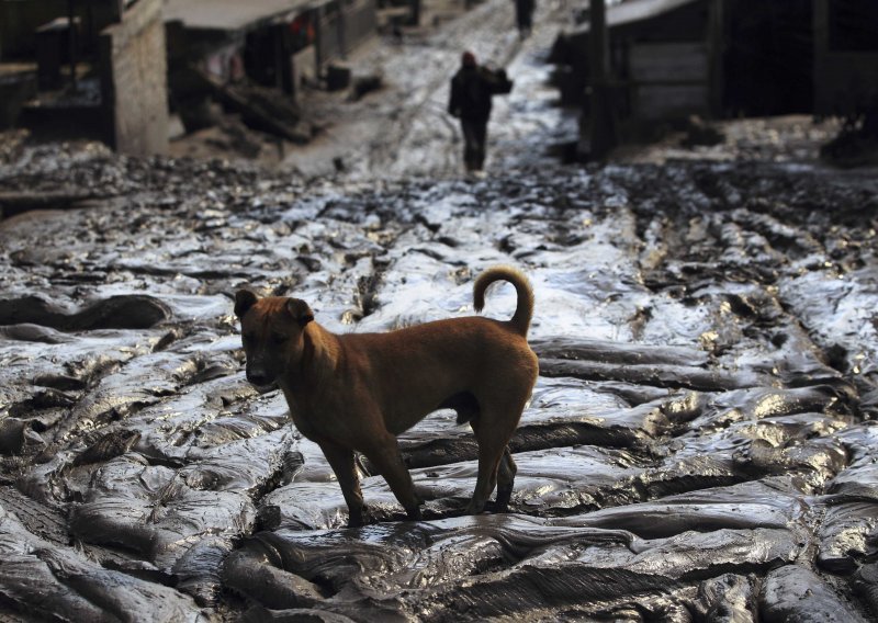 Gradske vlasti u Sočiju naredile ubijanje pasa lutalica