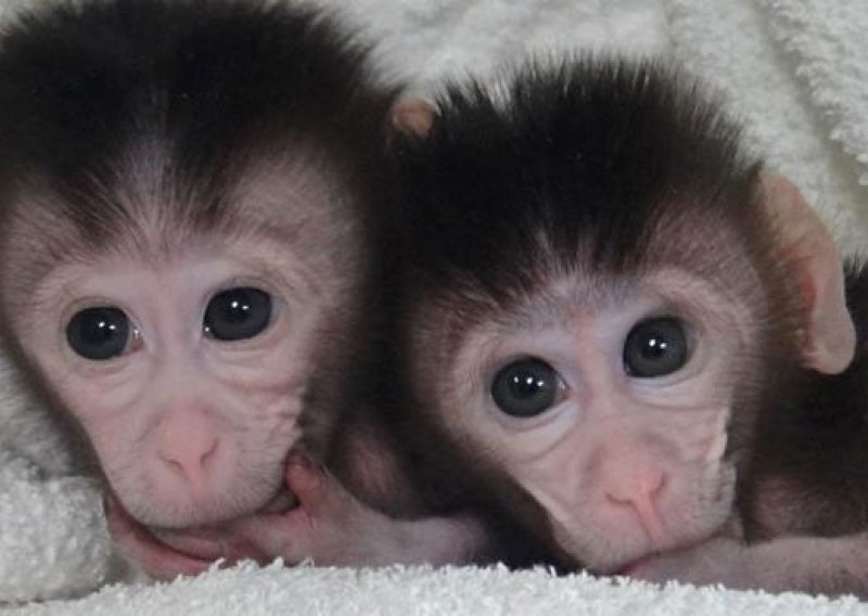 GM majmuni donose revoluciju u istraživanju mozga!