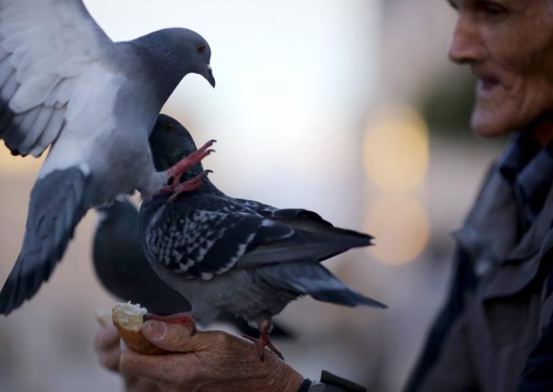 Nevjerojatno prijateljstvo golubova i starca u Zadru